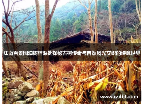 江南百景图油树林深处探秘古树传奇与自然风光交织的诗意世界